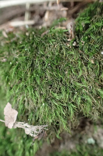 Dicranella heteromalla observed 2026-10-17