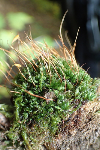 Rosulabryum capillare observed 2026-10-17