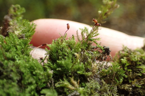 Brachytheciastrum velutinum observed 2026-10-17