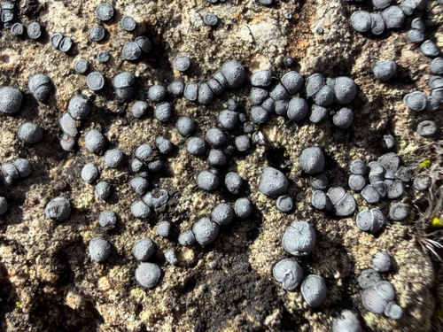 Frosted Grain-spored Lichen