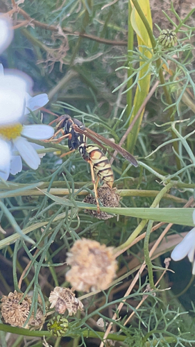 Polistes aurifer observed 2026-10-22