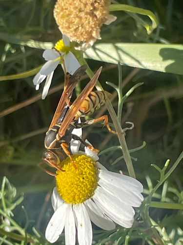 Polistes aurifer observed 2026-10-22