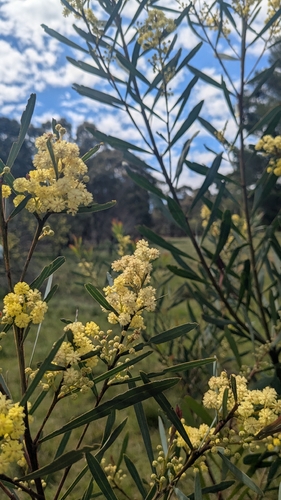 Acacia retinodes observed 2026-10-18