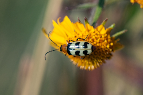 Checkered Melon Beetle