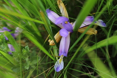 Iris graminea