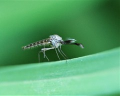 Ochlerotatus