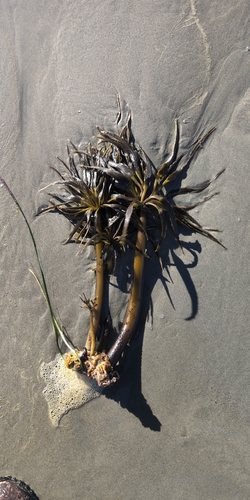 Postelsia palmaeformis observed 2026-10-22