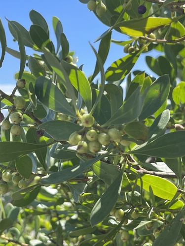 Myoporum boninense observed 2026-10-21