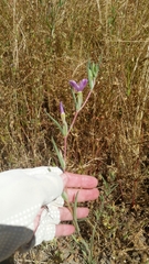 Clarkia purpurea viminea