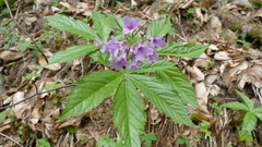 Cardamine pentaphyllos