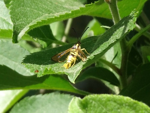 Sycamore Borer Moth photo 4