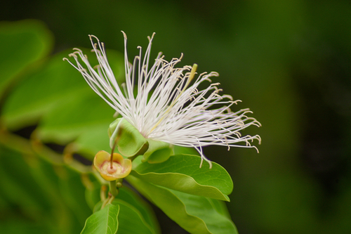 Cynophalla flexuosa observed 2026-10-22