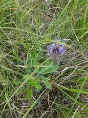 Pediomelum cuspidatum