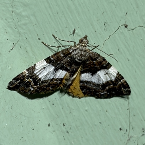 Hydriomena, 2026-10-22