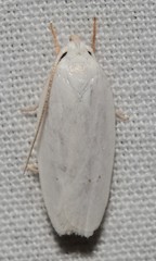 Antaeotricha albulella