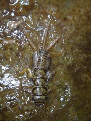 Acroneuria carolinensis