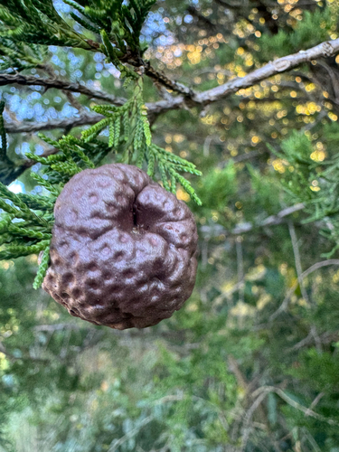 Gymnosporangium juniperi-virginianae, 2026-10-22