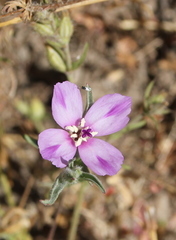 Clarkia purpurea viminea