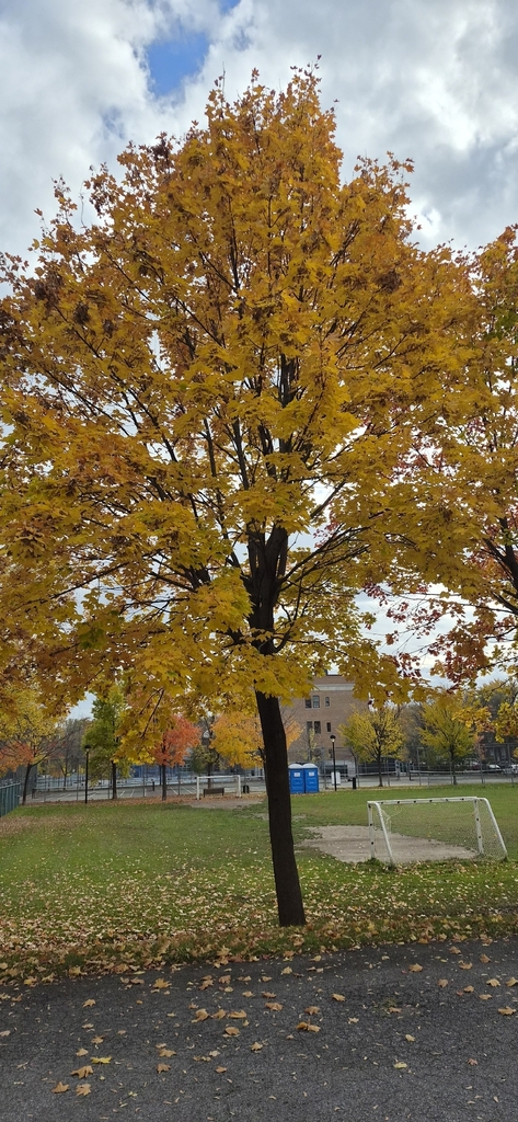 A photograph from Oct 22, 2026 near Montréal & nearby Québec alternatives, where the observer’s point is approximate.