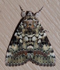 Catocala connubialis