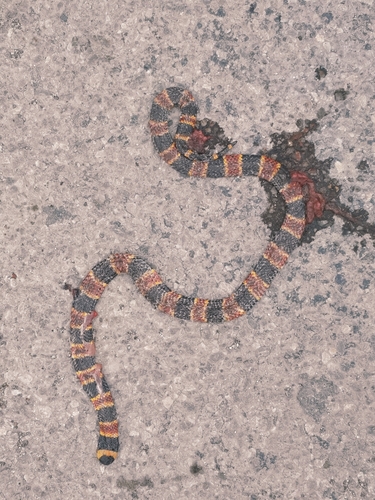 Micrurus fulvius observed 2026-10-22