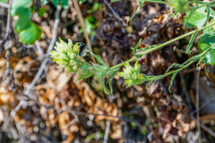 Castilleja wightii