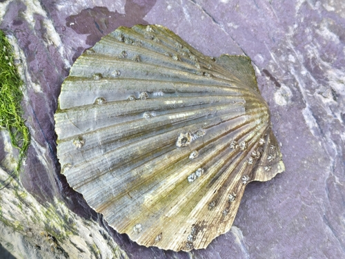 Pecten maximus observed 2026-10-22