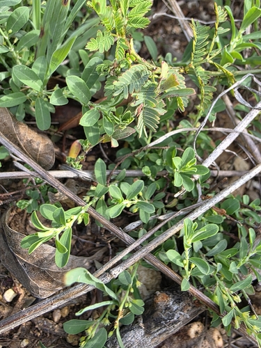 Smartweed Leafflower
