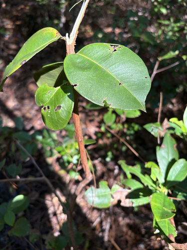 Lyonia lucida observed 2026-10-20