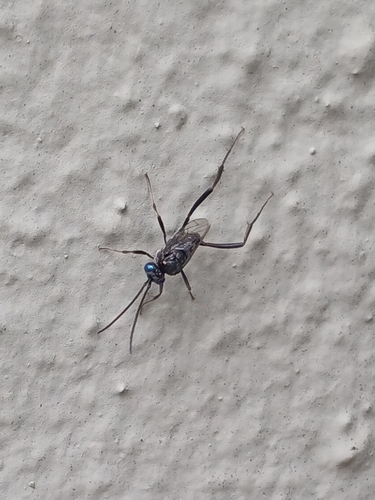 Blue-eyed Ensign Wasp