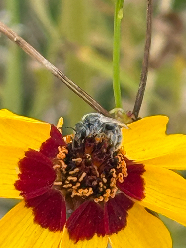Tansy Mustard Sweat Bee