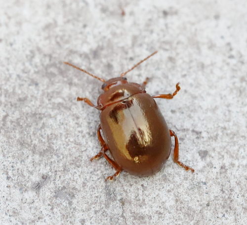 Staphylaea staphylaea observed 2026-10-17