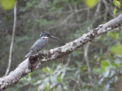iNaturalist image