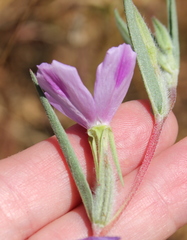 Clarkia purpurea viminea