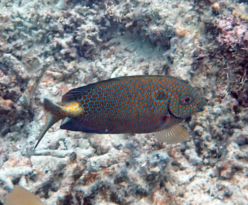 Siganus punctatus observed 2026-10-20