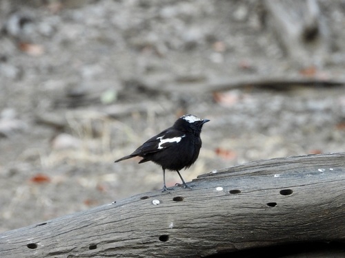 iNaturalist image
