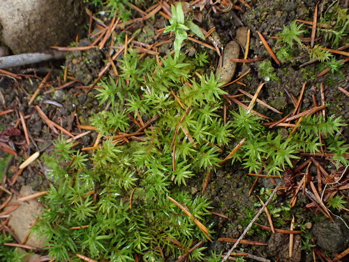 Pogonatum observed 2026-10-22