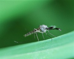 Ochlerotatus