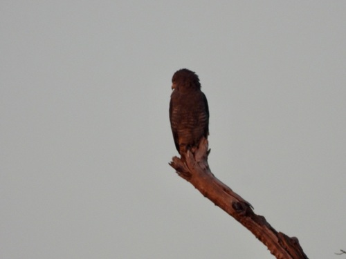 iNaturalist image