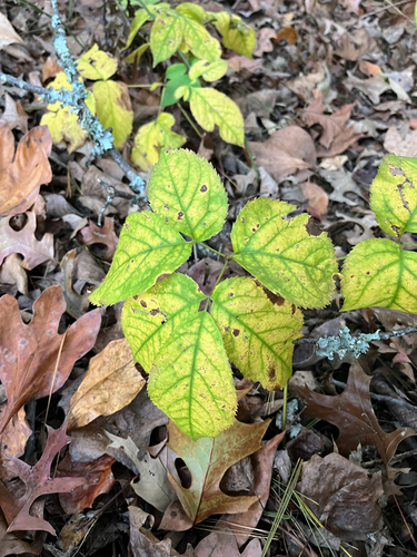 Aralia nudicaulis observed 2026-10-22