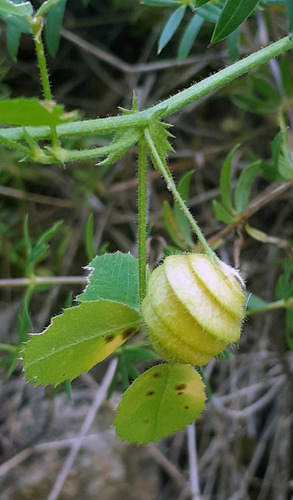 Medicago scutellata iNat (1)