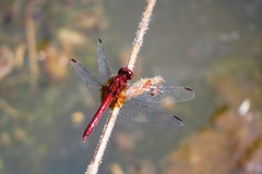 Erythrodiplax ochracea