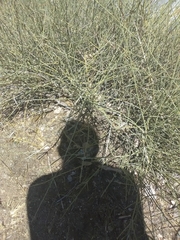 Ephedra californica
