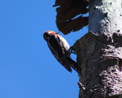 Sphyrapicus ruber