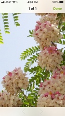 Cassia javanica nodosa