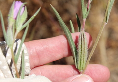 Clarkia purpurea viminea