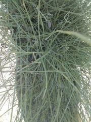 Ephedra californica