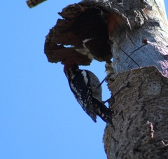 Sphyrapicus ruber