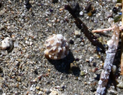Steromphala albida observed 2026-10-18