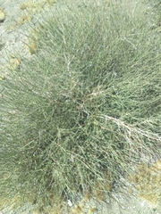 Ephedra californica